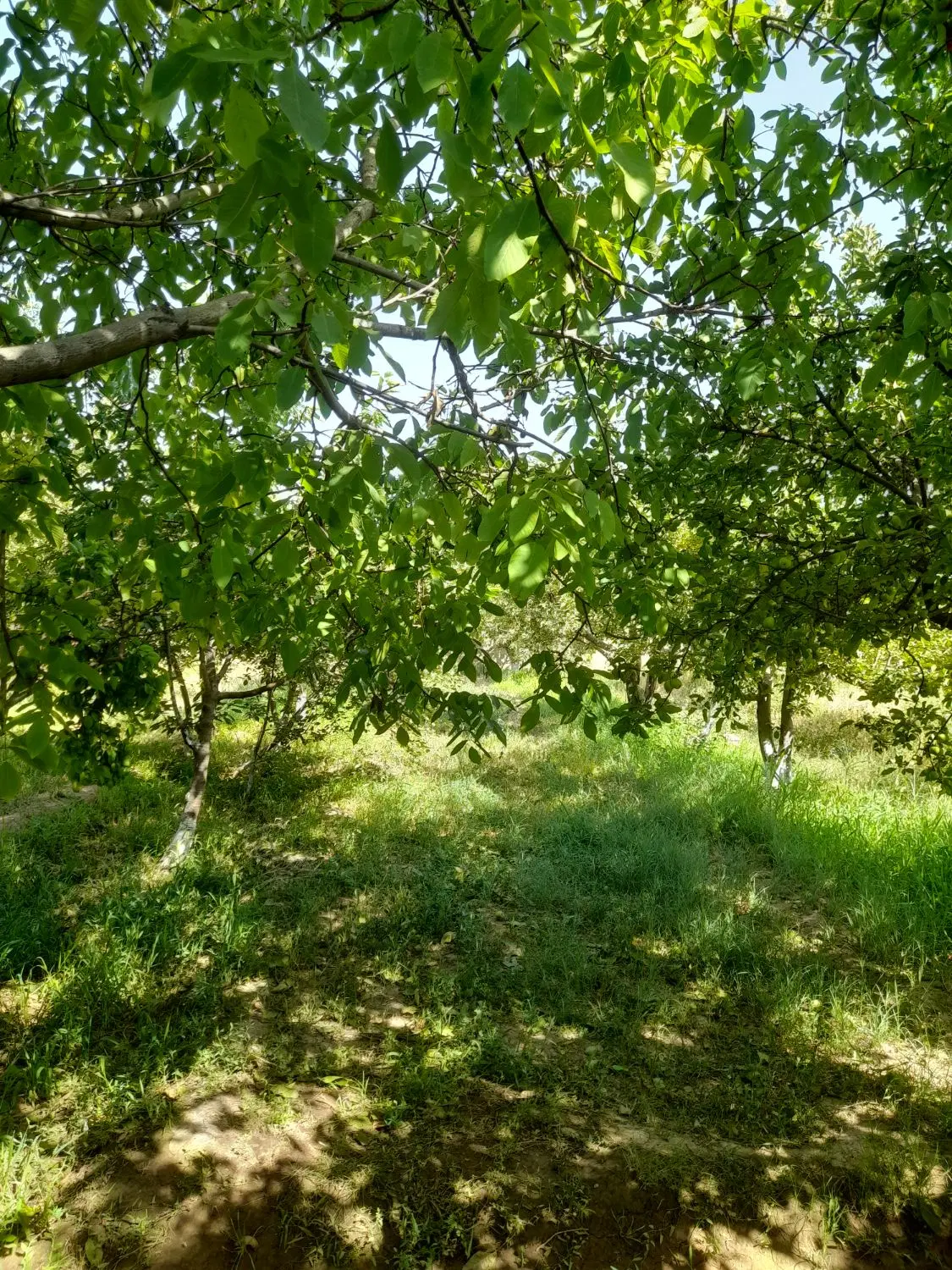 باغ باغچه ویلا