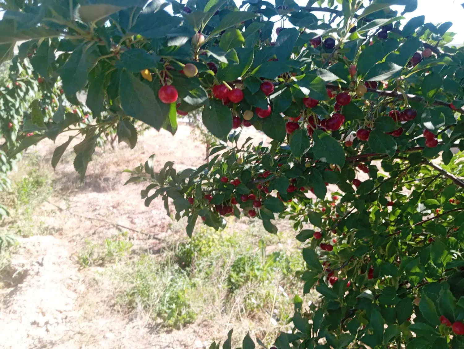 زمین کشاورزی پل زمان