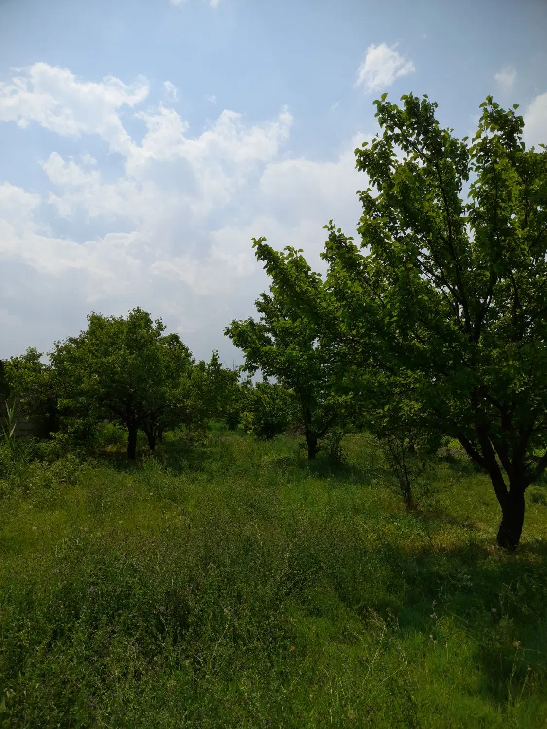 باغ میوه