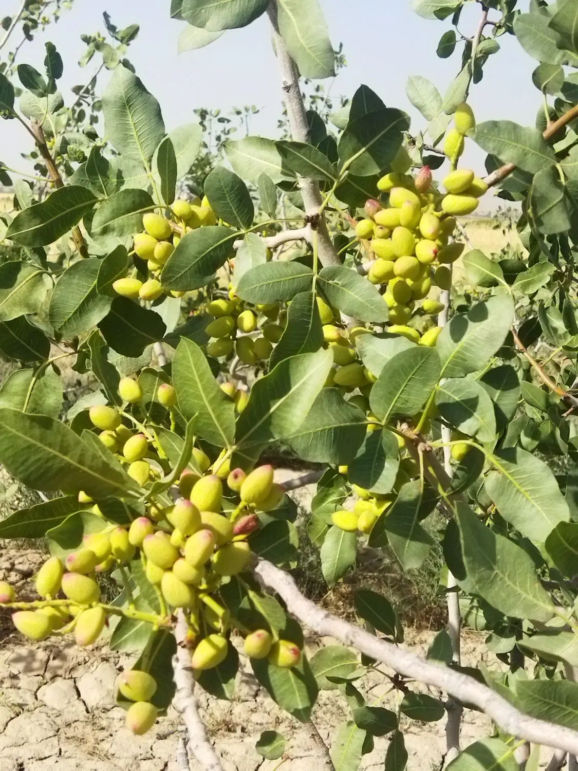 باغ پسته با خانه ویلایی و آب