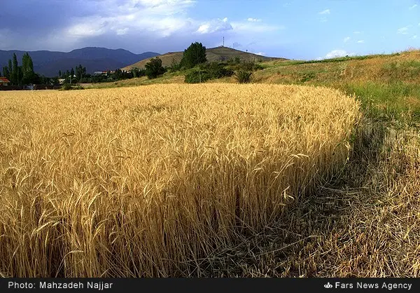 زمین کشاورزی دیم