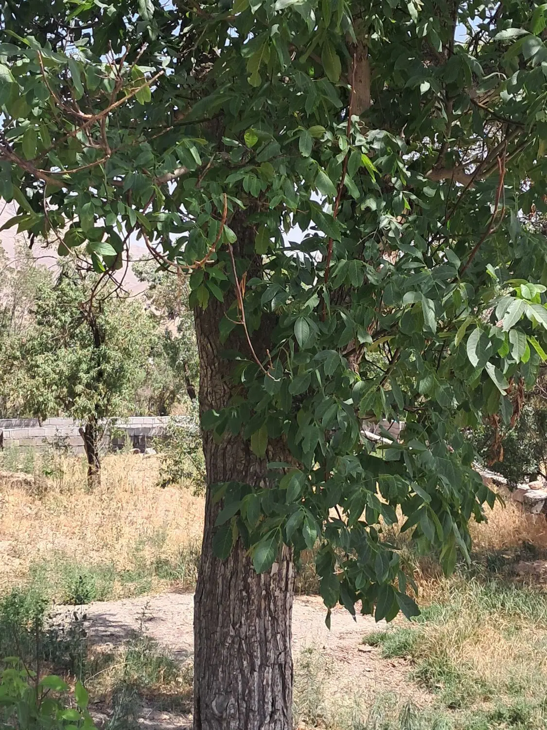 باغ جاسب سویت و استخر دار