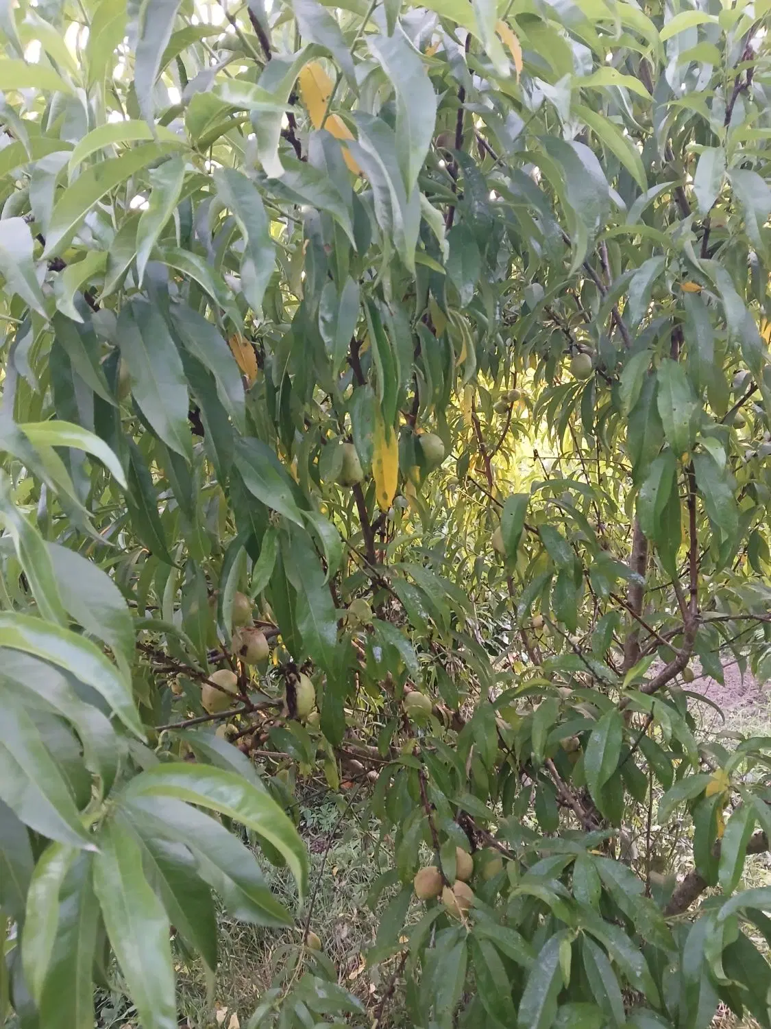 باغ ۲۰۰۰ متر مربع
