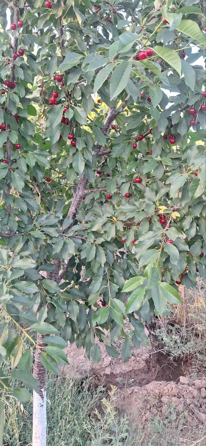 باغ ۷۰۰متری ماهدشت
