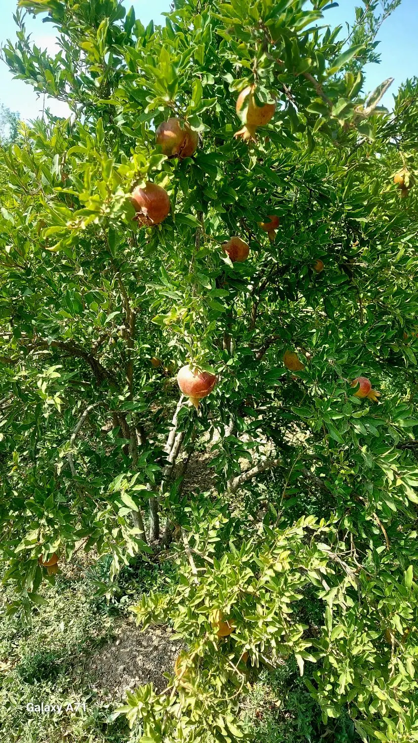 فروش باغ انار
