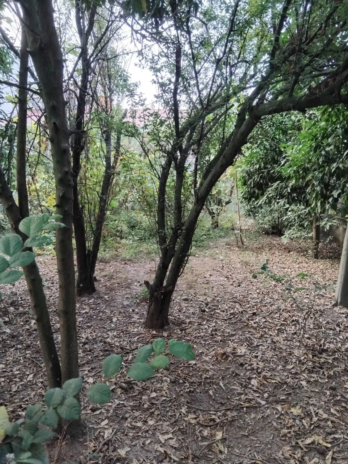 زمین مسکونی