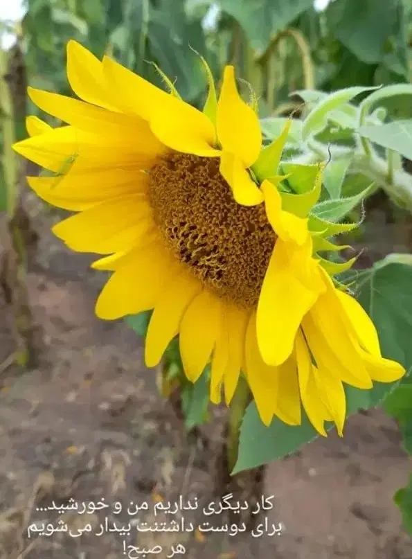 زمین باغشهر و ویلای کودیان