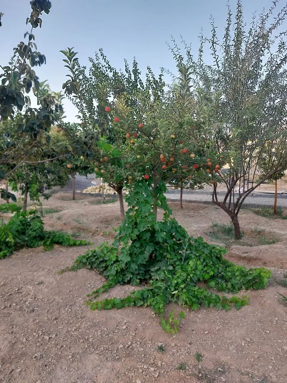 باغ عقیل آباد (گل دشت)