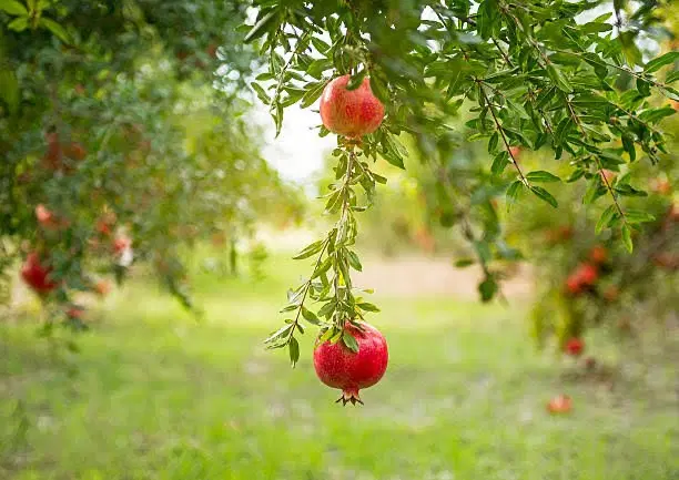 فروش باغ _ ۴۰۰۰ متر _ فوری به علت مهاجرت