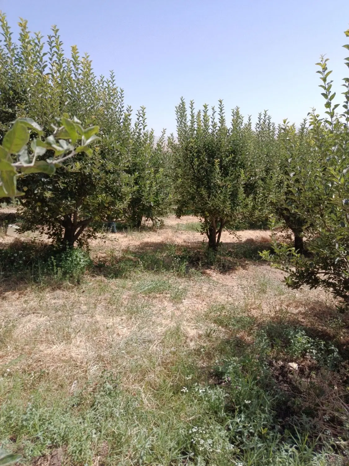 باغ ثمرگیر در بروجرد روستای کفشگران