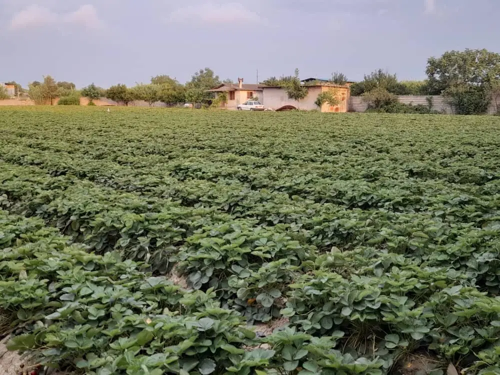 ۵۹۰۰ متر زمین کشاورزی بهنمیر سند دار و برق