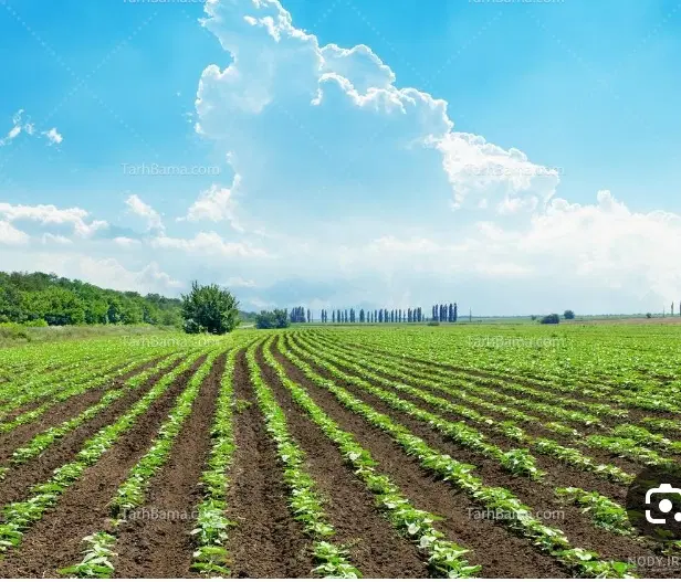 زمین کشاورزی