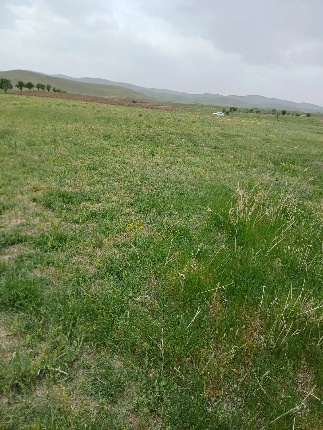 ۲ هکتار زمین کشاورزی دیمی نزدیک شهرک شهید مردانی