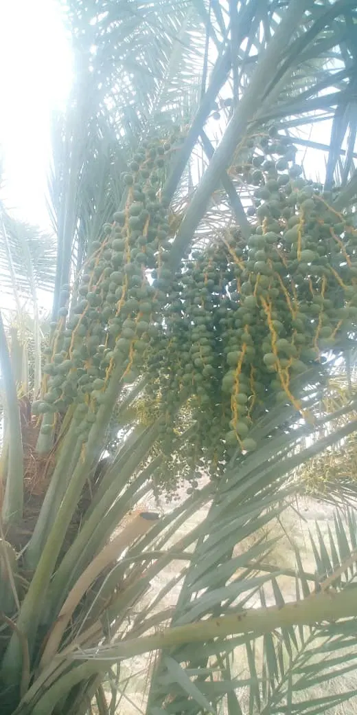 زمین فروشی فرهنگیان