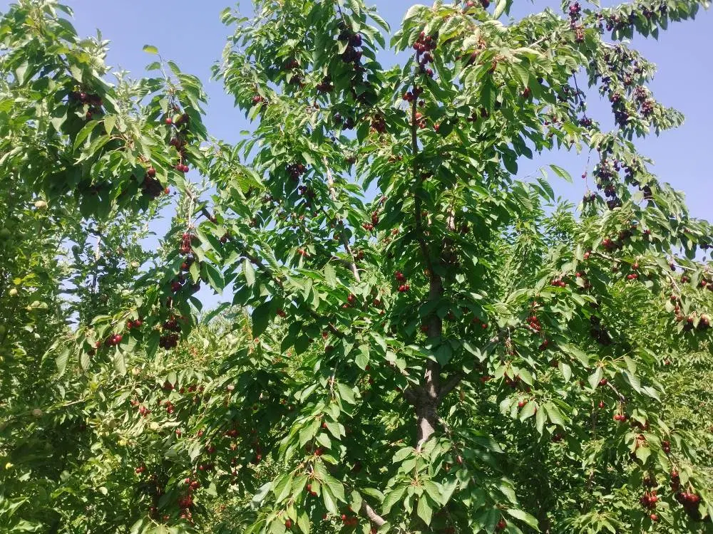 باغ دره مرادبیگ دره مرادبیک با سند تک برگ