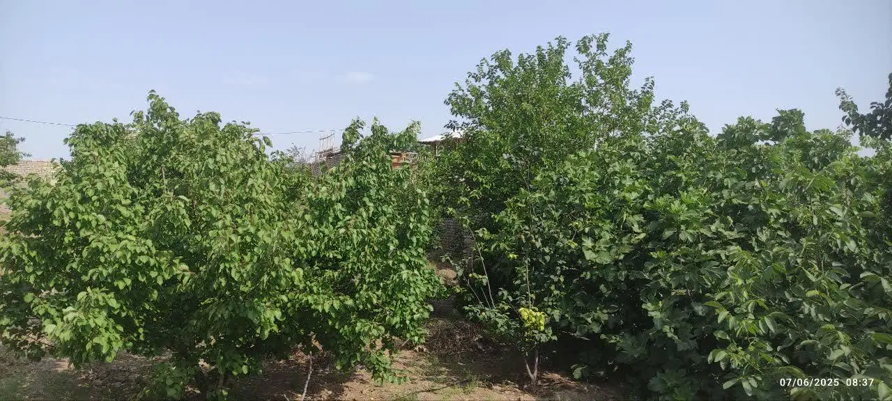 باغ