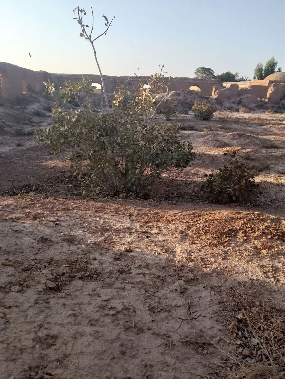 زمین