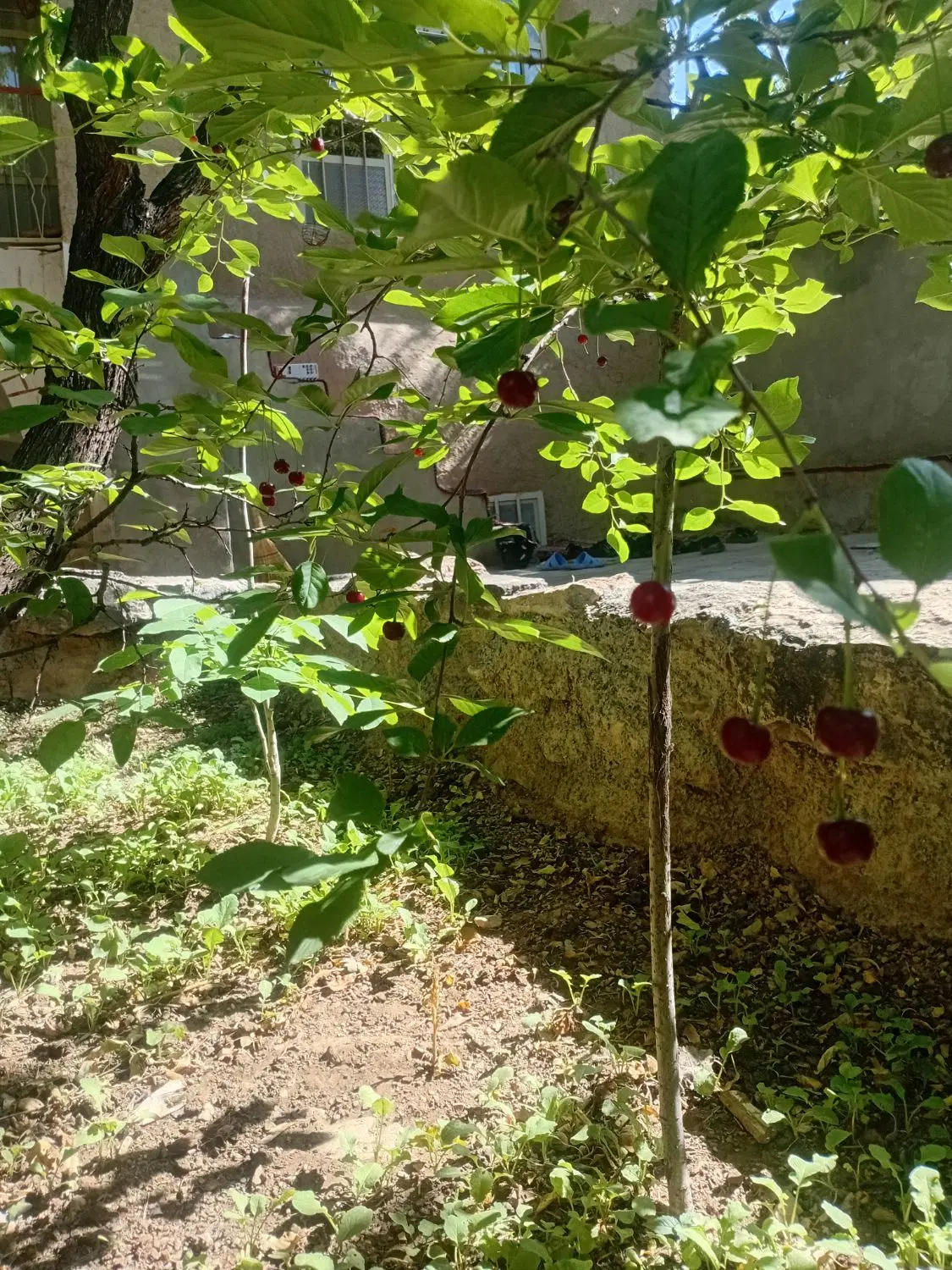 سوئیت اجاره ای  در انجدان
