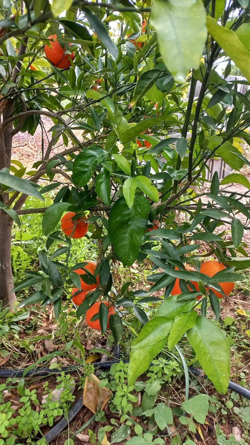 باغ شهری ثمری و تفریحی
