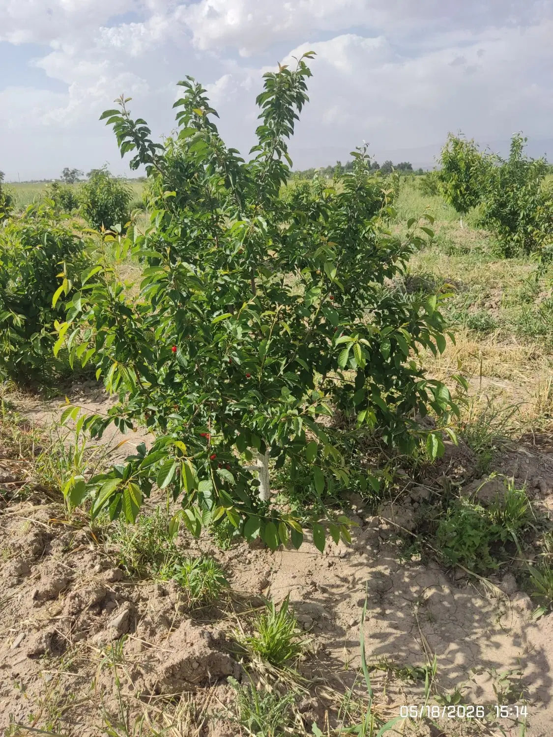 باغ  نهال 4ساله