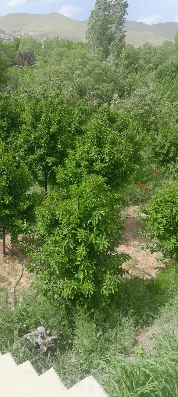 باغ کن