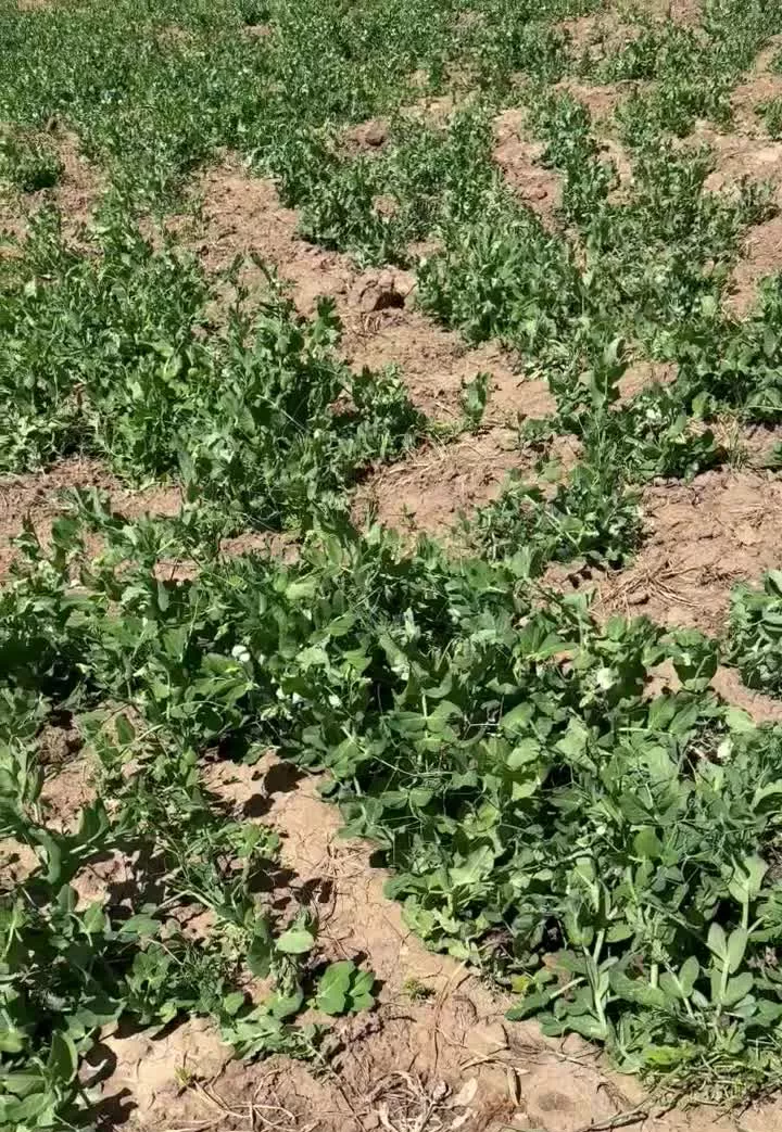 فروش زمین جنگلی