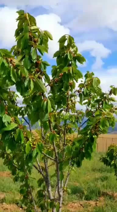 ۳هزارمترزمین باغی