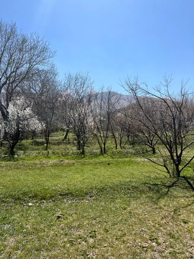 ۸۵۰ متر زمین باغ پرندگان با سند تک برگ