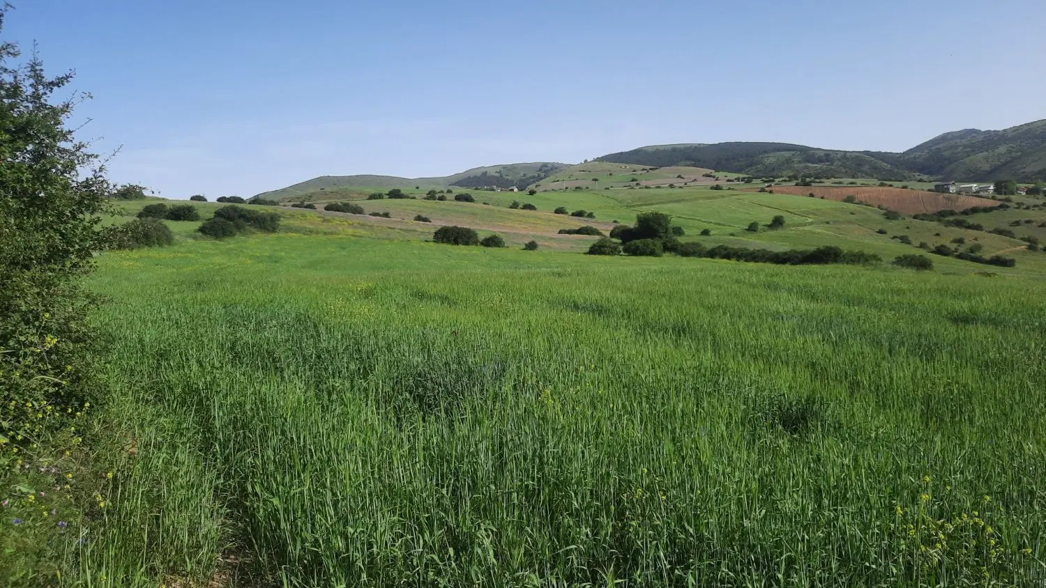 زمین کشاورزی واقع درگیلان.لاهیجان.سیاهکل‌.دیلمان