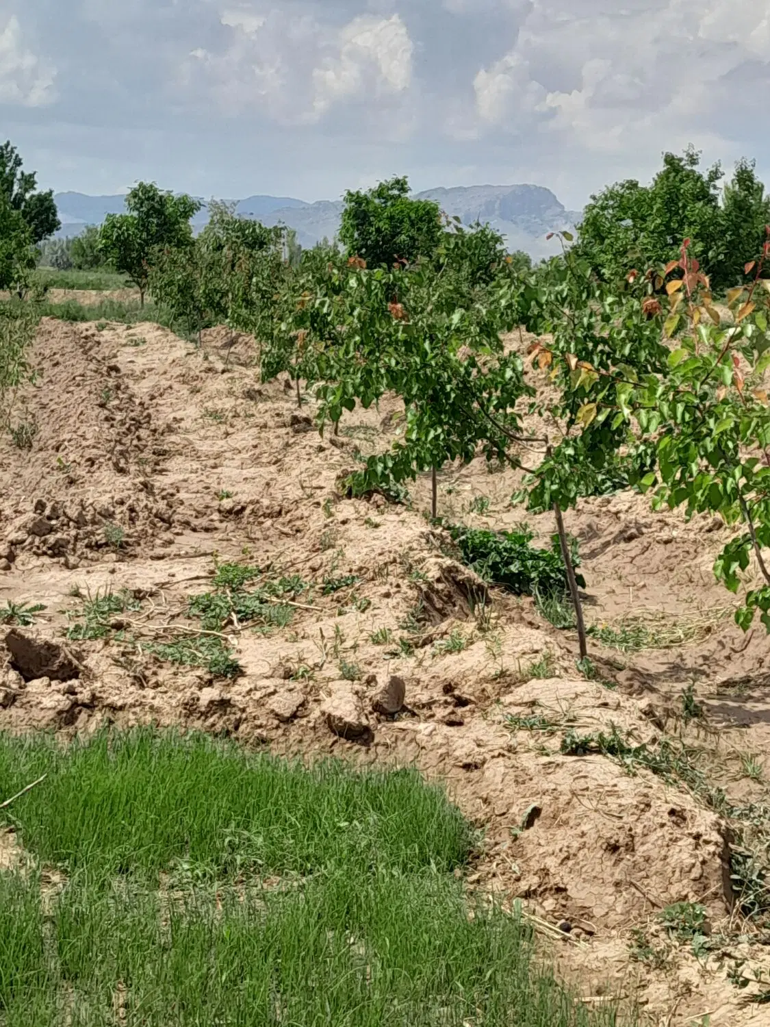 فروش باغ درمرند روستای گلزار