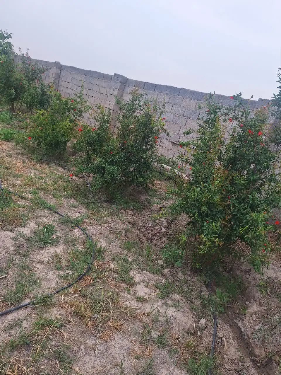 یک فطعه باغ در شهریار
