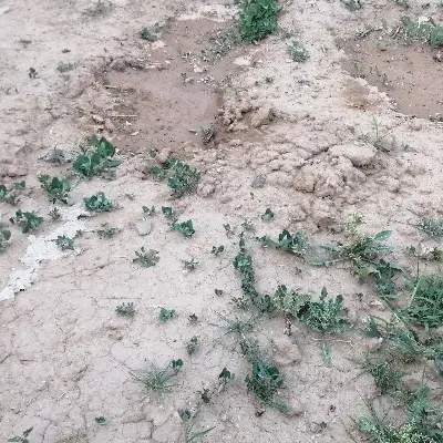 10 هکتارزمین کشاورزی اجاره داده می‌شود