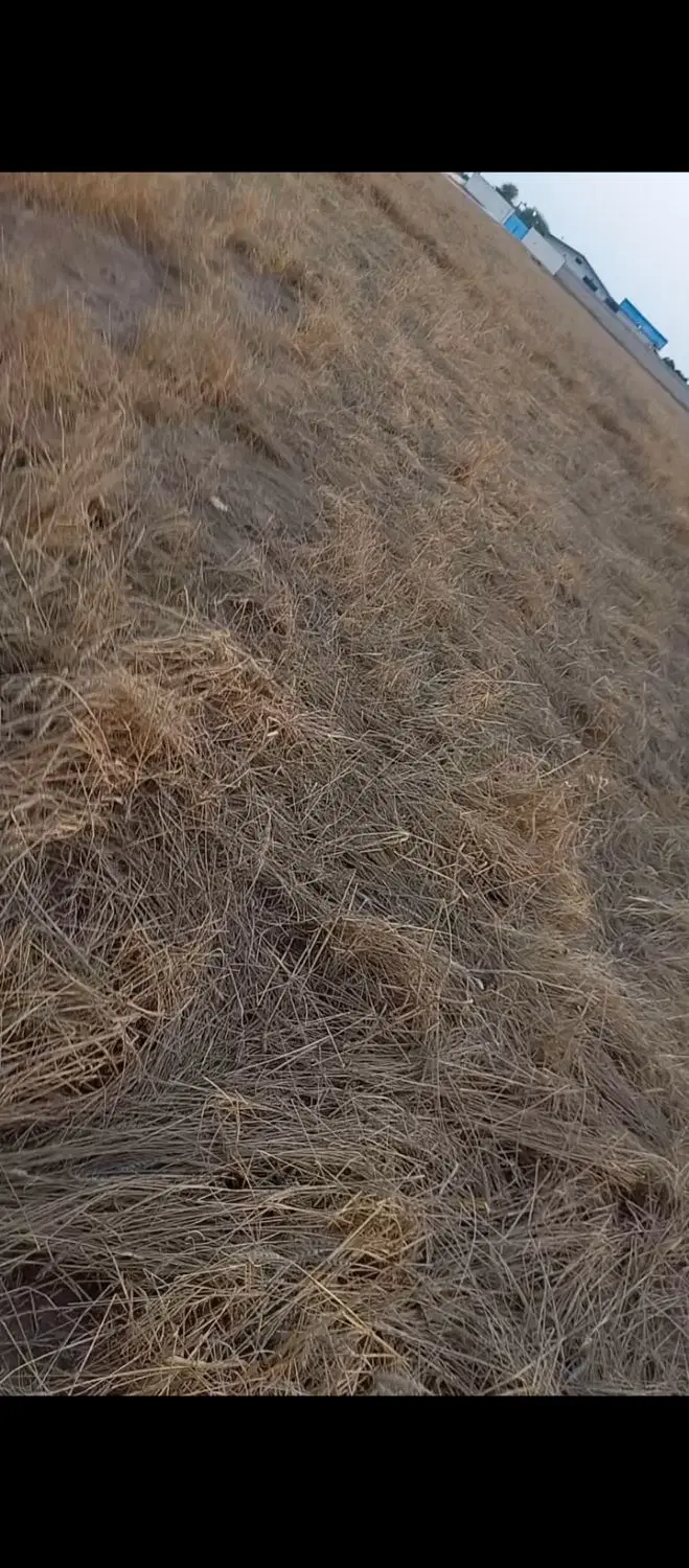 زمین کشاورزی روستای گردشگری طوبیه بعد از سیدهادی