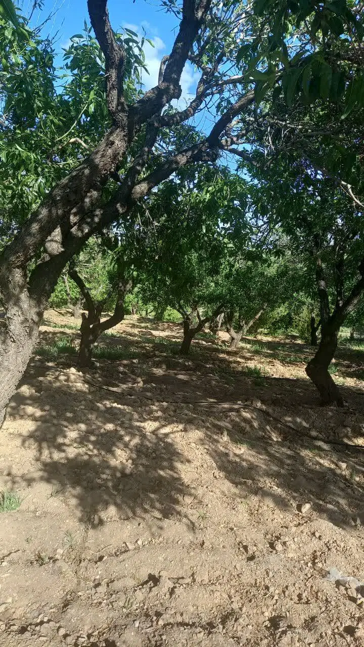 فروش باغ شوراب
