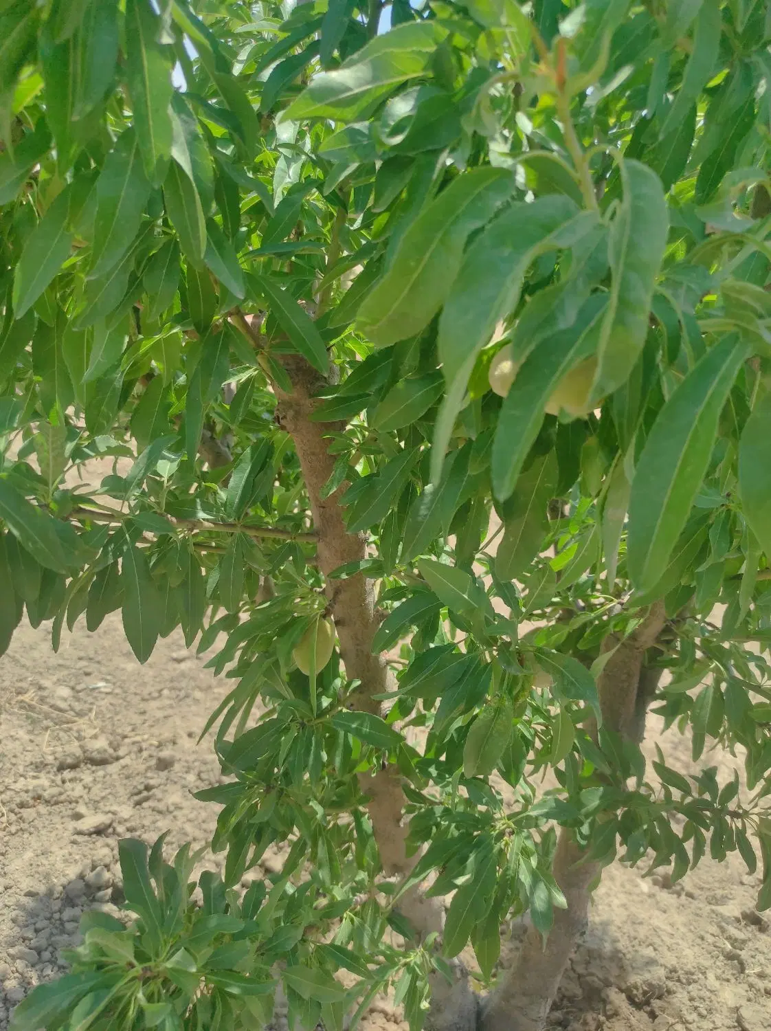 باغچه ۱۰۰۰متری