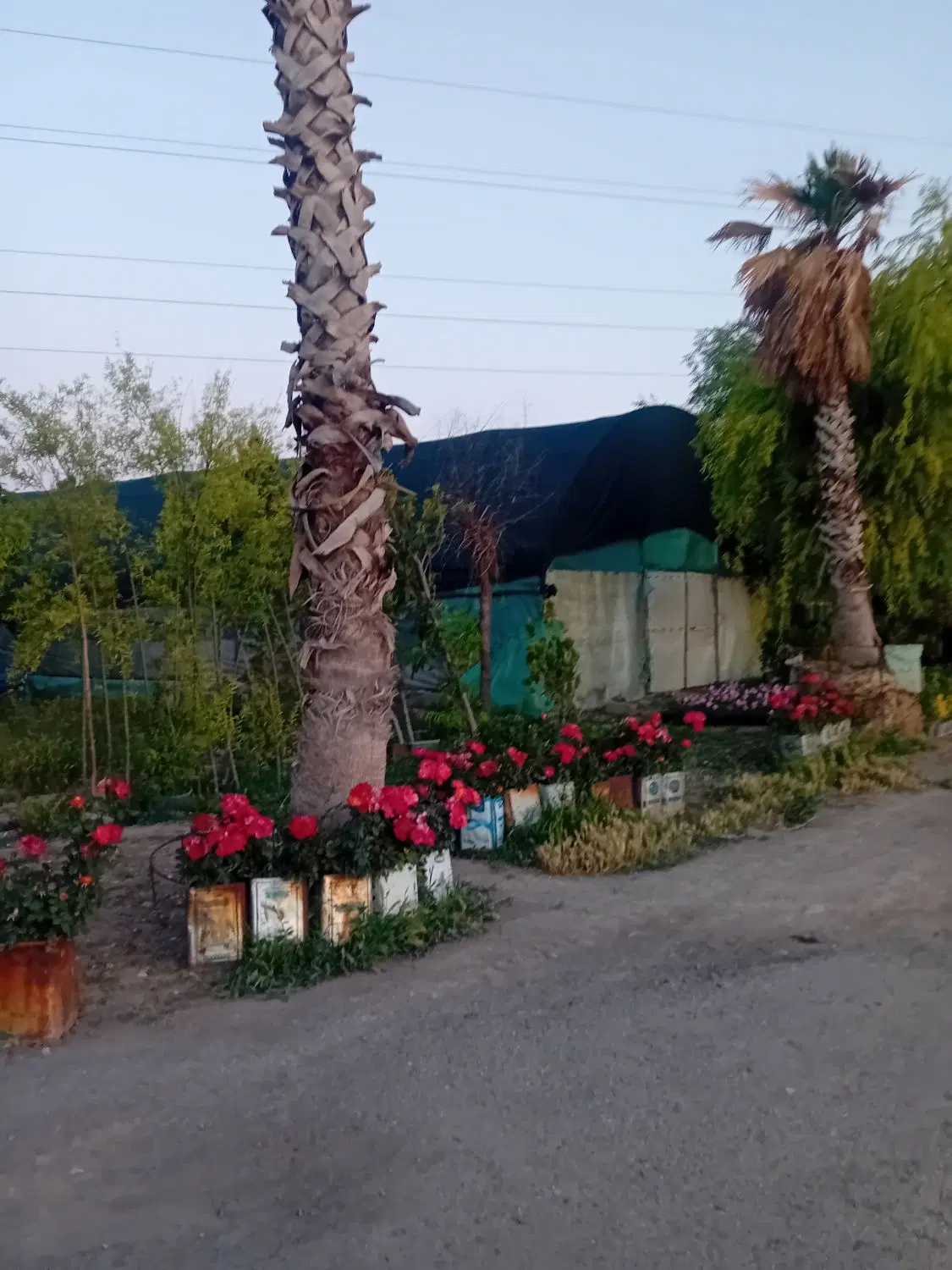 زمین گلخانه ای حسین دهقانی