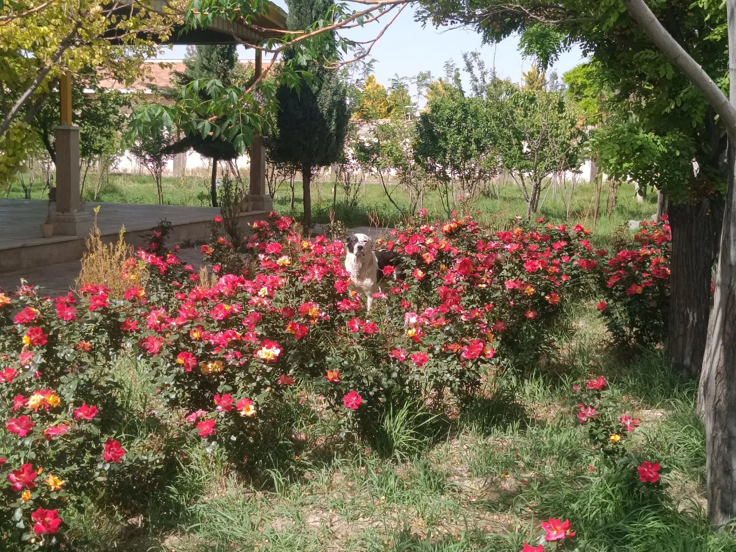 اجاره ویلا