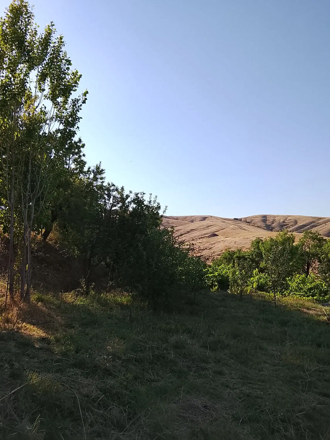 باغ روستای نوره