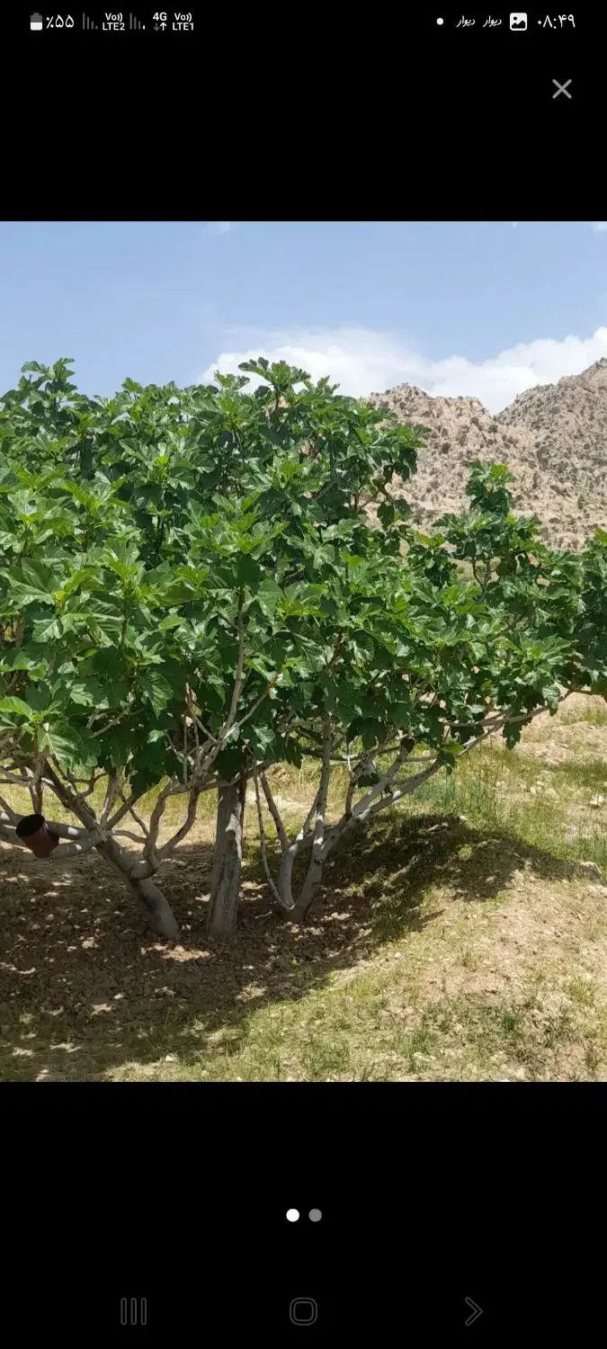 ملک انجیر ثمری بید بخون ۲۶۰ میلیون زیر قیمت