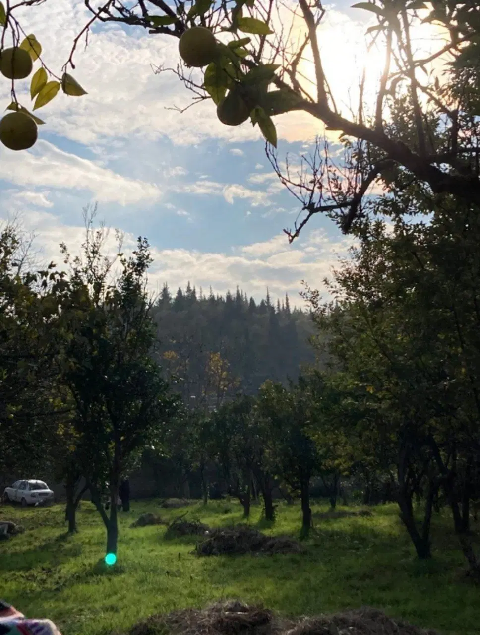 زمین نوشهر رویان ونوش دامنه زیبای عزت