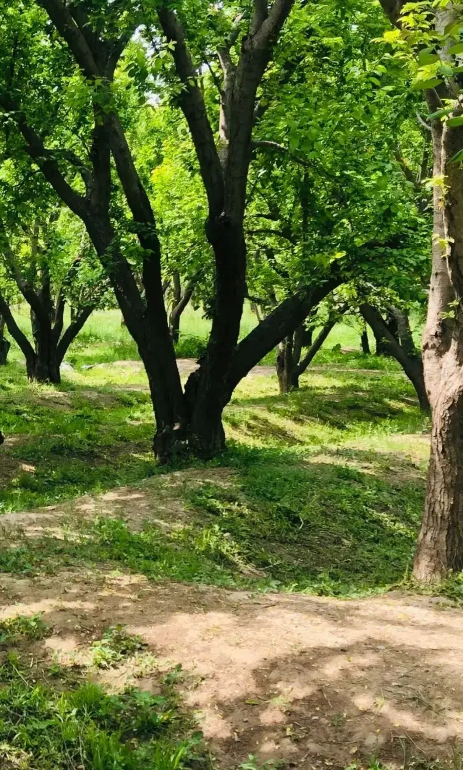 قطعات ۳۵۲مترسندتک برگ عرصه وعیان باساحت تضمینی