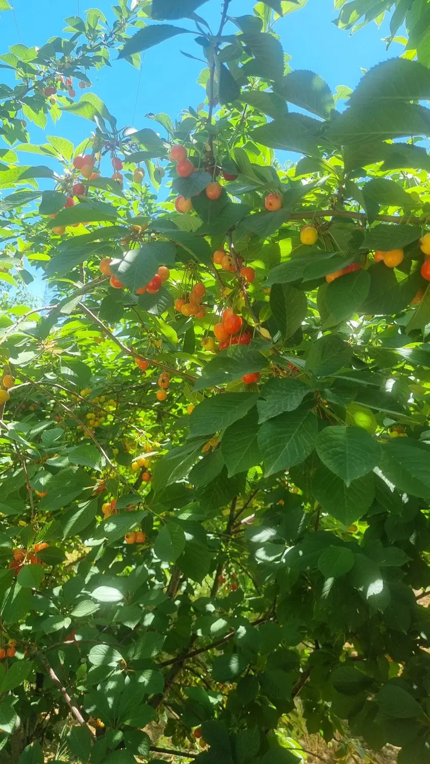 باغ جاده سنندج رو اتوبان اصلی نزدیک کچله