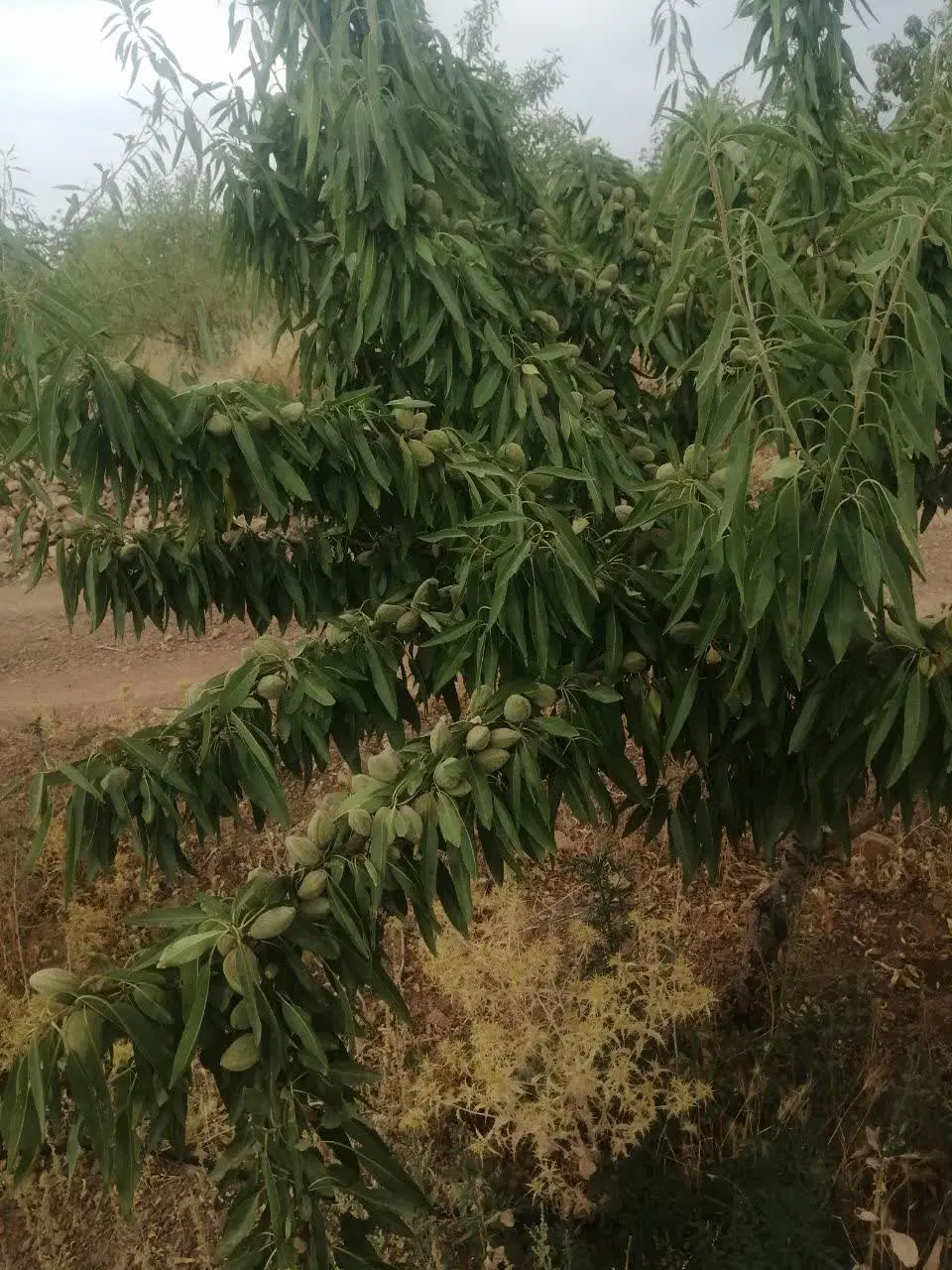 ۳جریب باغ آجیلی درجه ۱