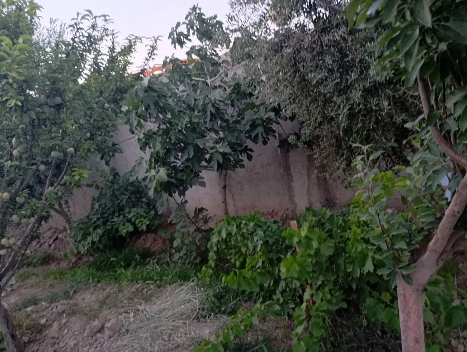 باغ و باغچه 400