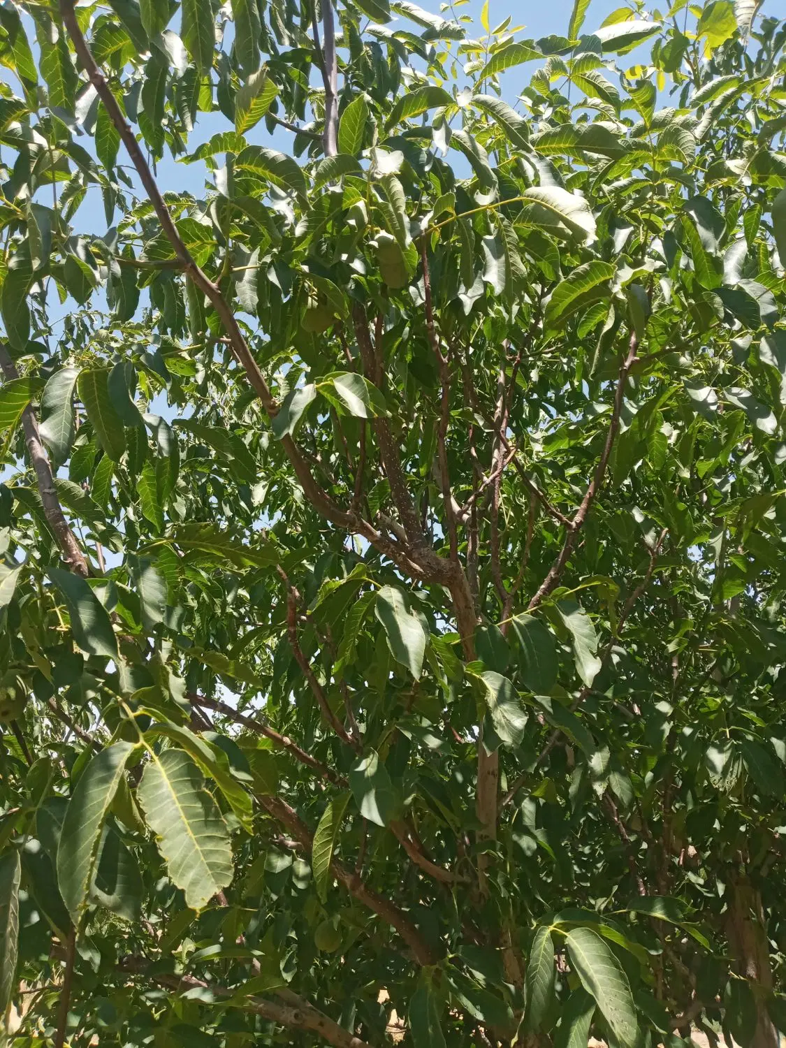 باغ ۱۰۰۰متری داخل روستا