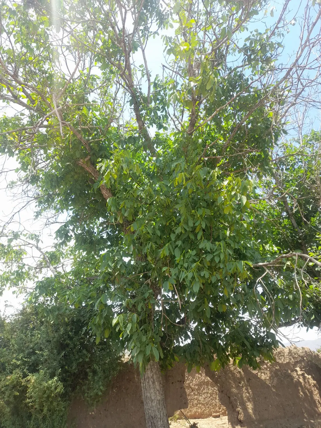 زمین مسکونی