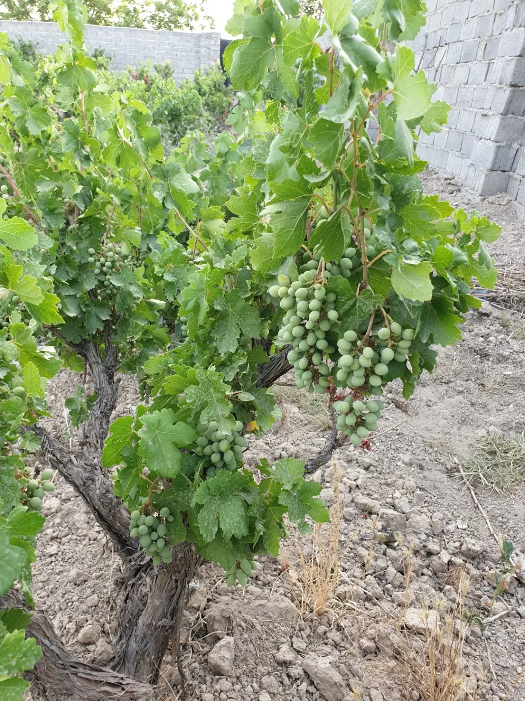 باغچه انگور کندری در روستای انجم آباد شهریار