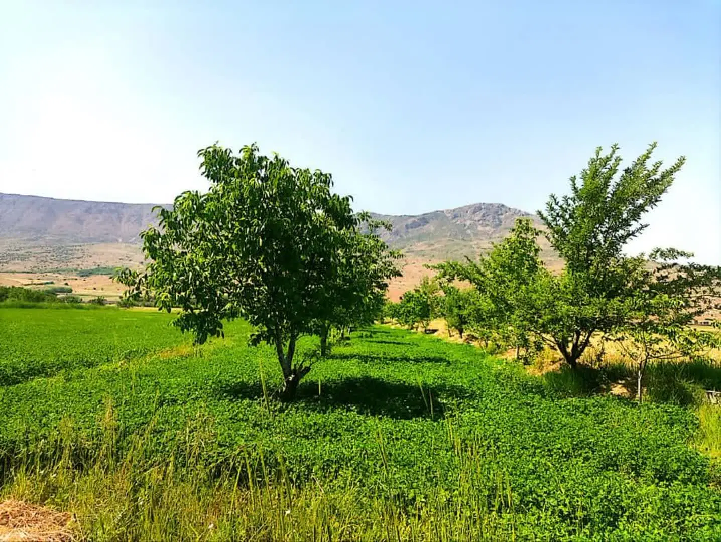 باغ ویلا