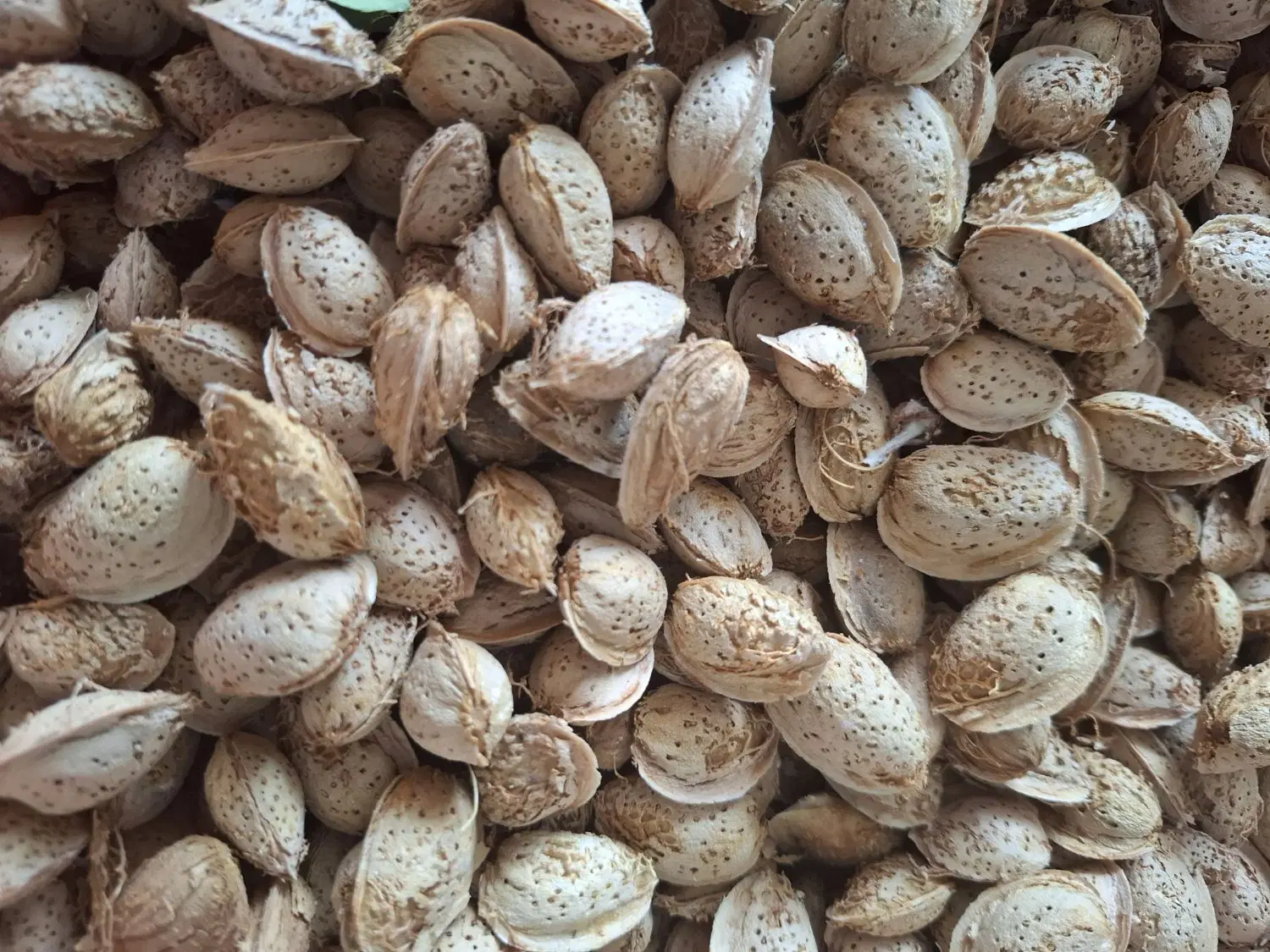 باغ