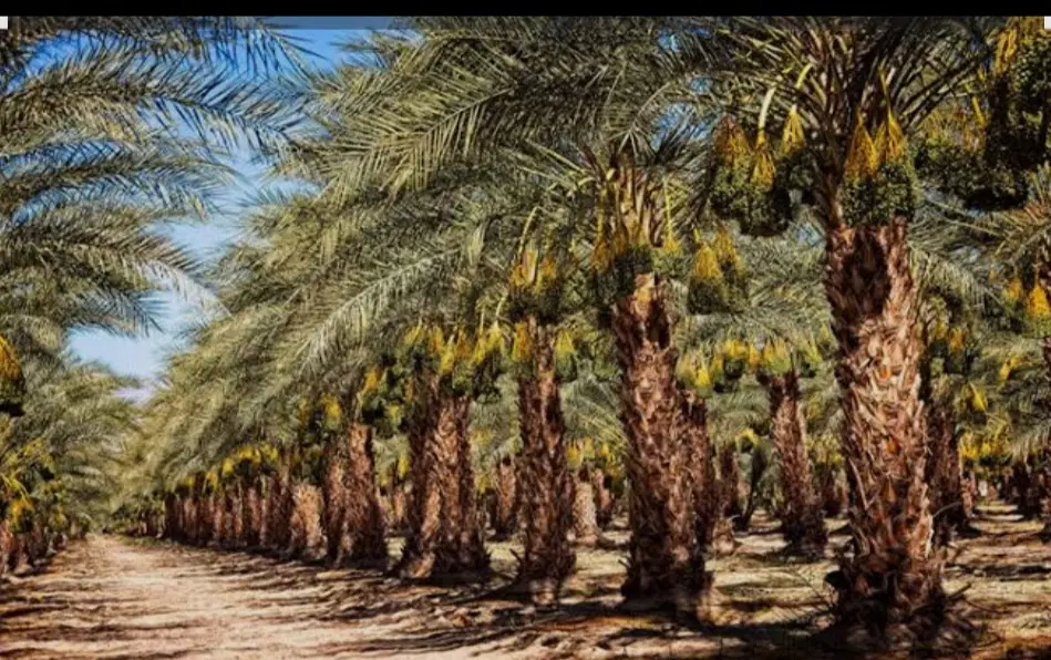دو هکتار زمین با 170 عدد نخل